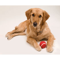 Pelota para mascotas personalizada Pelota para mascotas personalizada